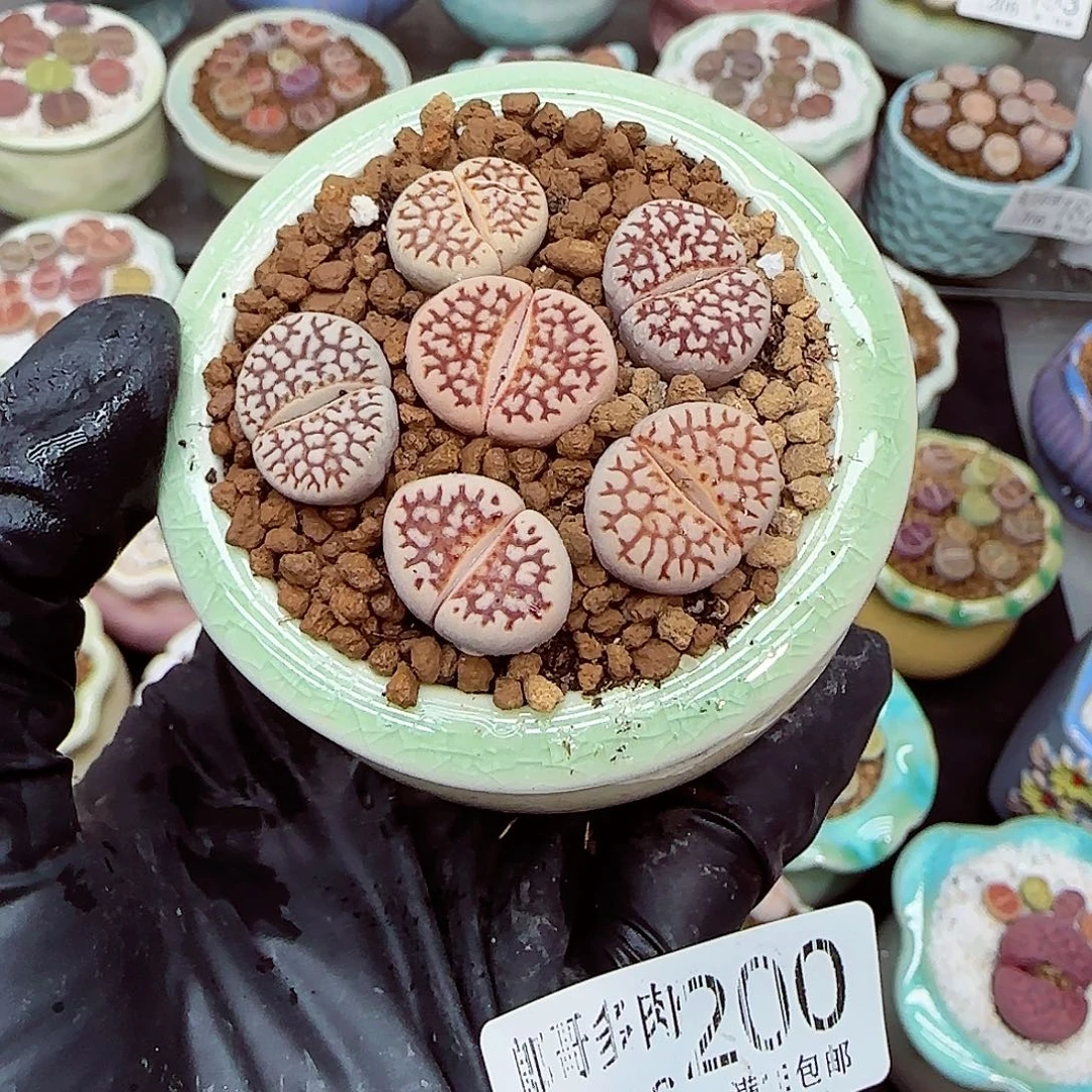 生石花满18包邮1206-200