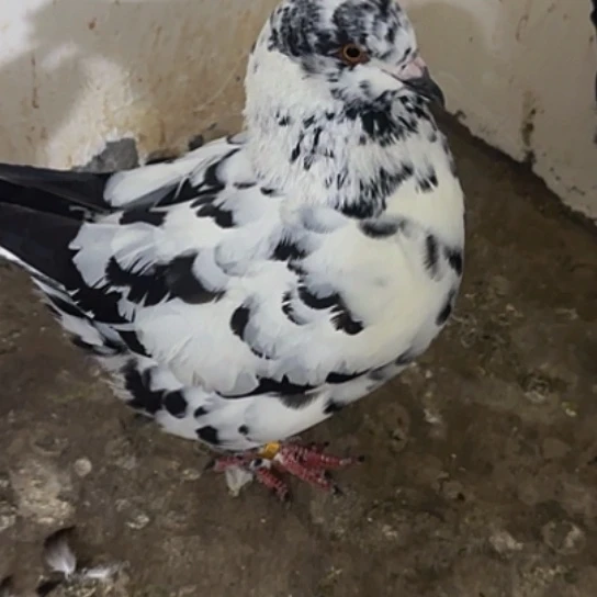 花色母1只中国大陆