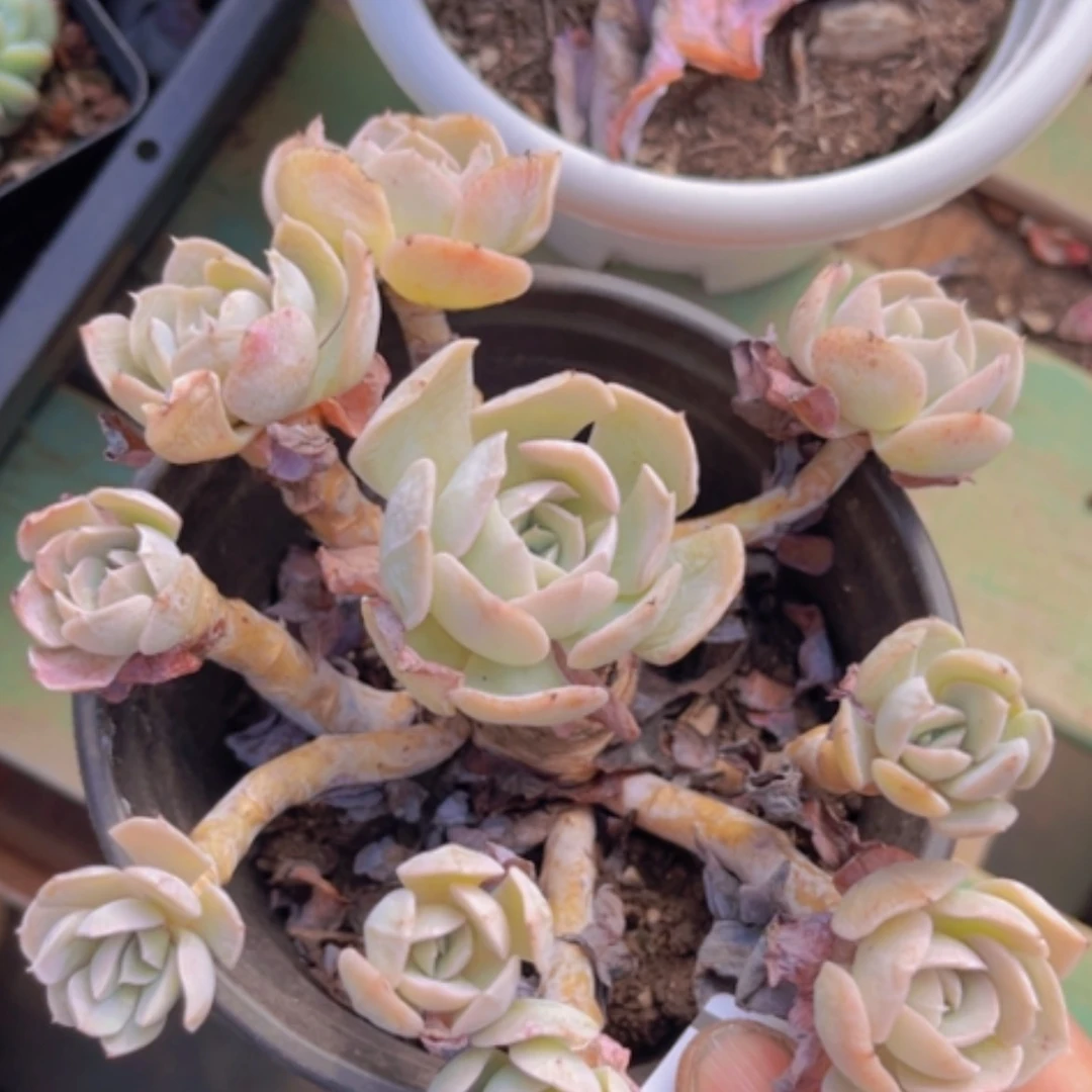 【闪购商品】鲁氏1014