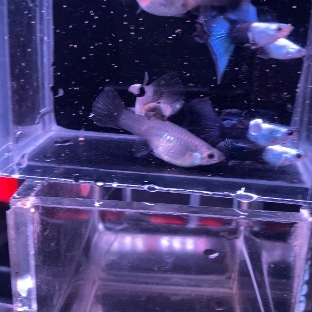 孔雀鱼艾尔银三对