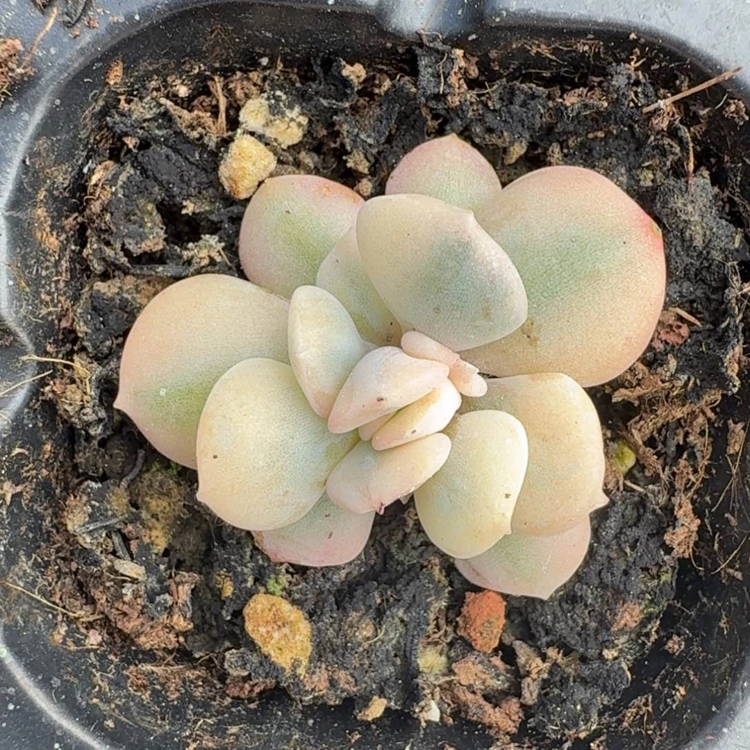 雪精灵锦腹轮锦一刻的
