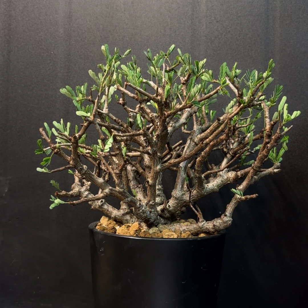 沙漠苏木带盆发货