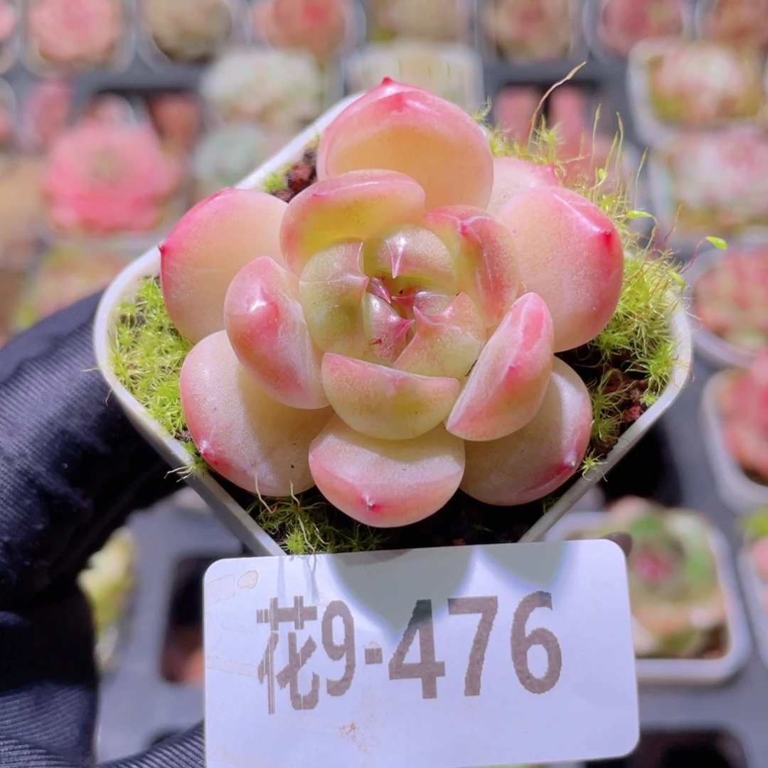 花利美9-476福利珍妮