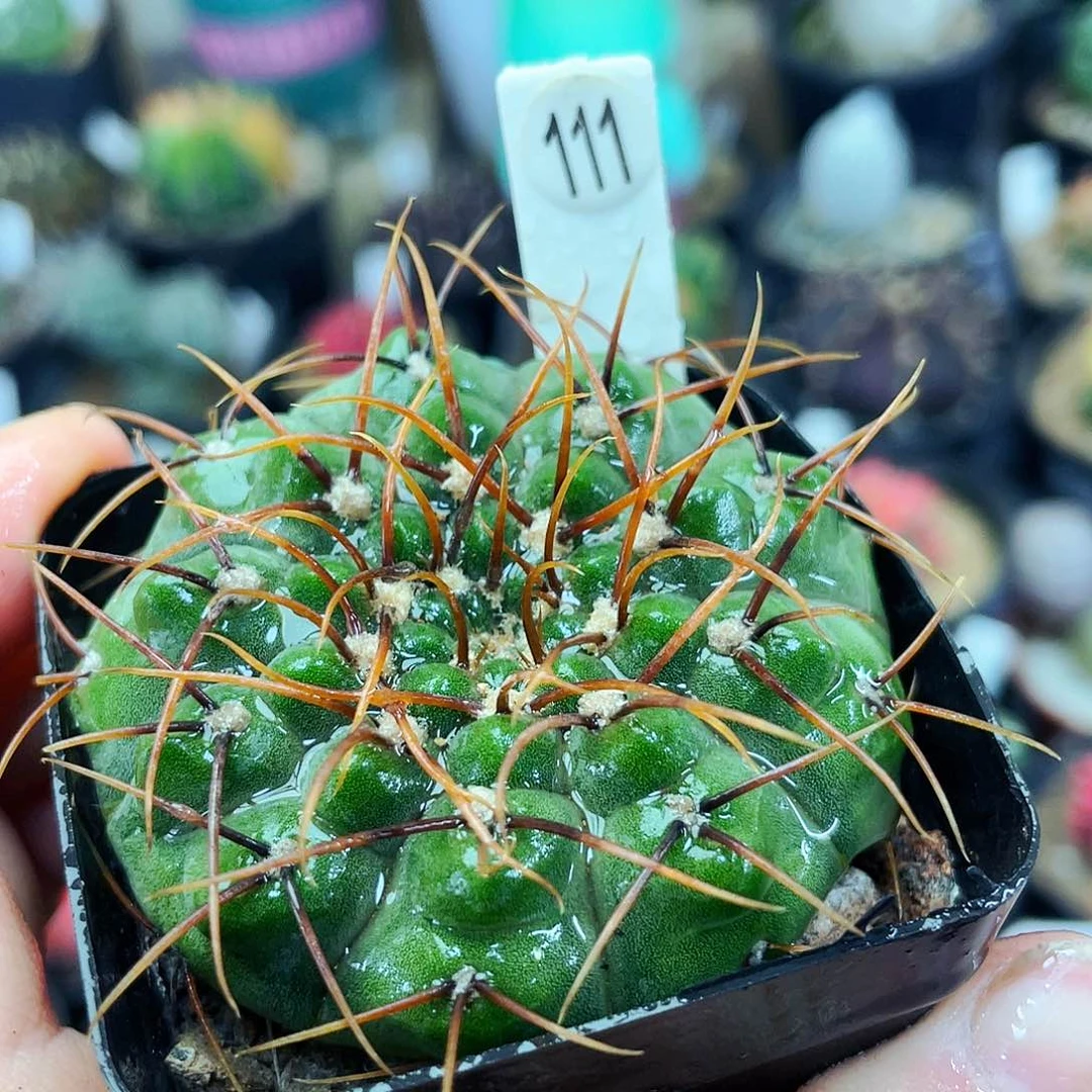 非偏远地区满25包邮仙人球