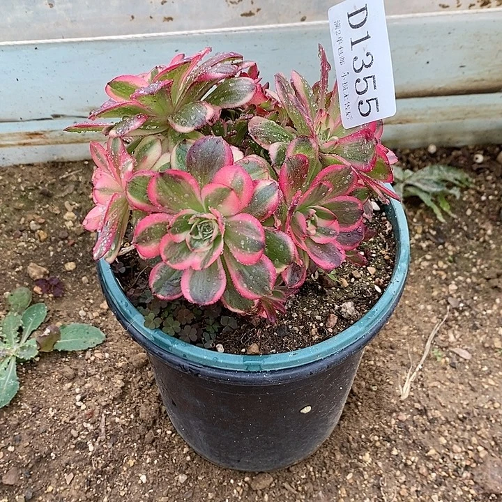 1355海神多肉母本无售后