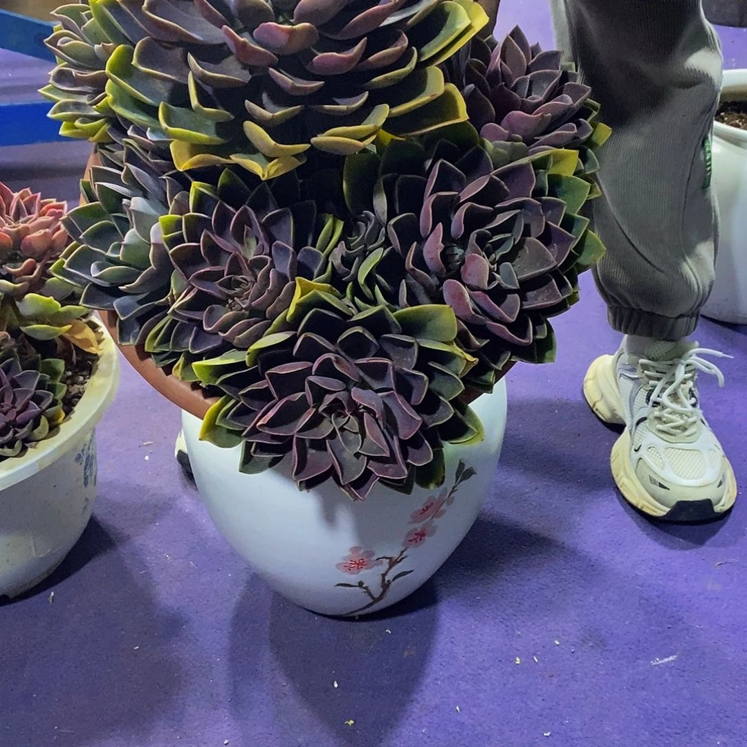 紫气东来多肉带盆寄养