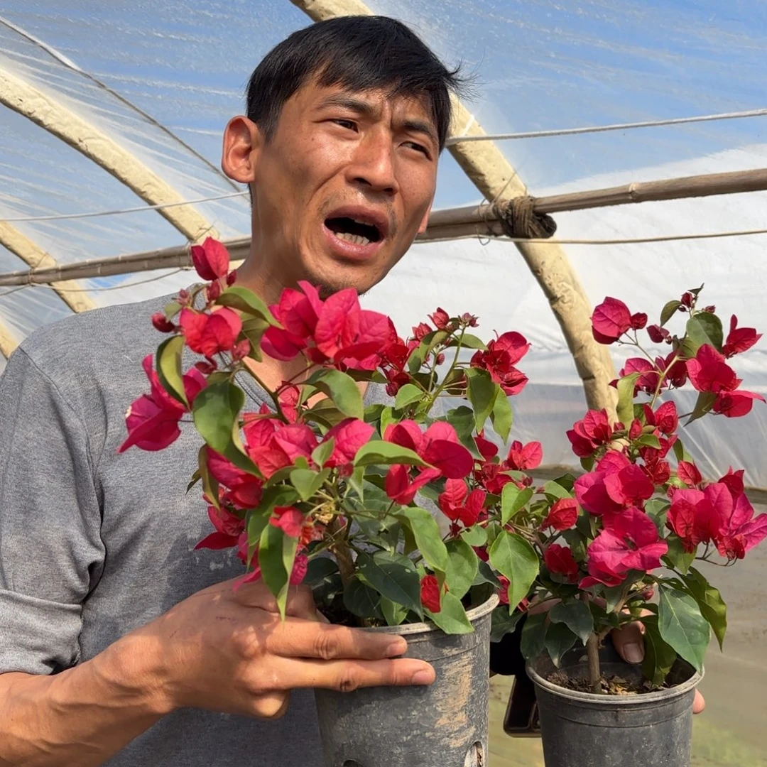 全部花苞（索菲亚枣红）三角梅会落花落叶会光杆苗有大有小