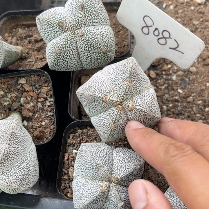无花朵叶*8082实生恩种好养