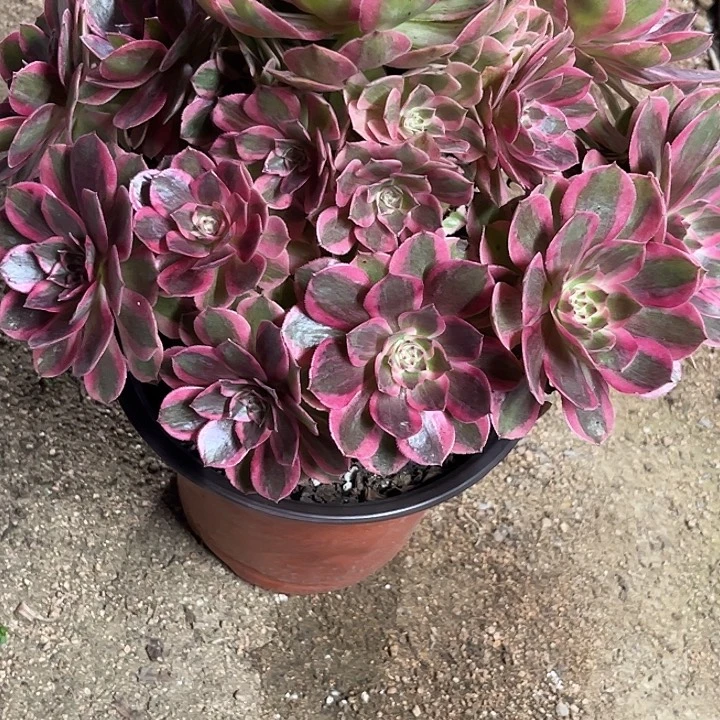 多肉植物云荷锦……