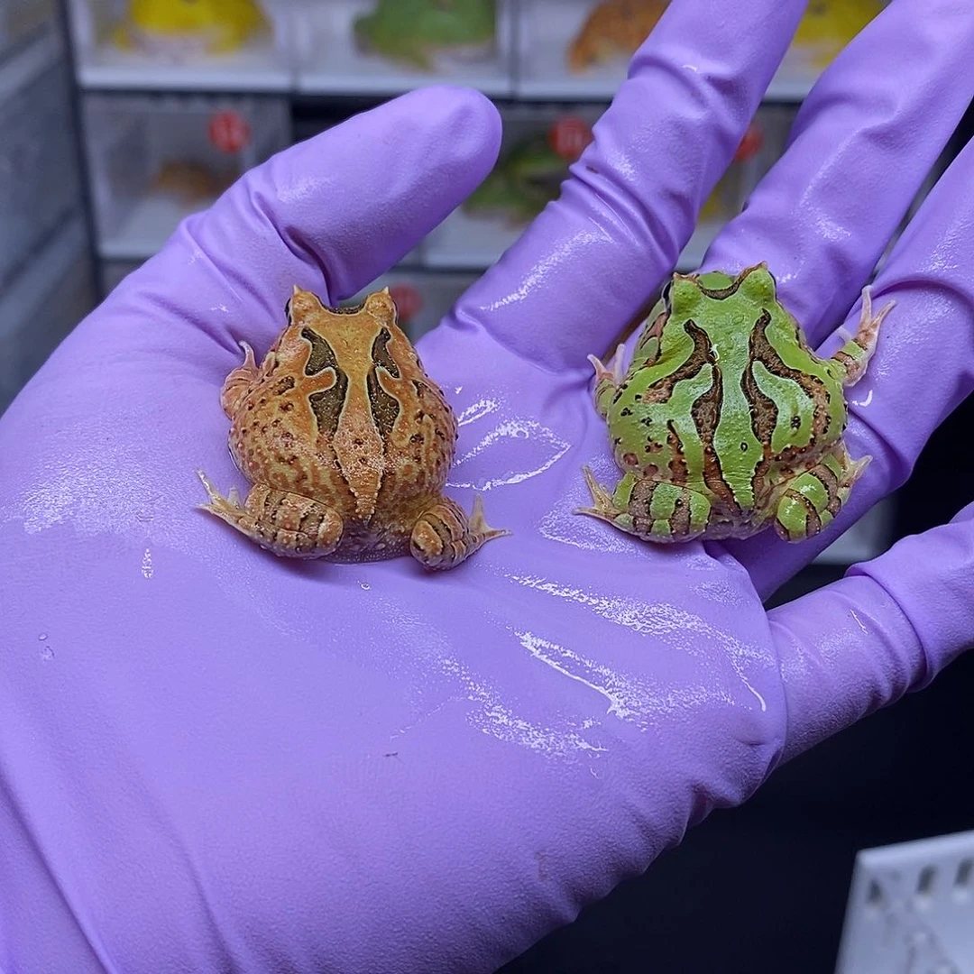 角蛙蝴蝶一只128元