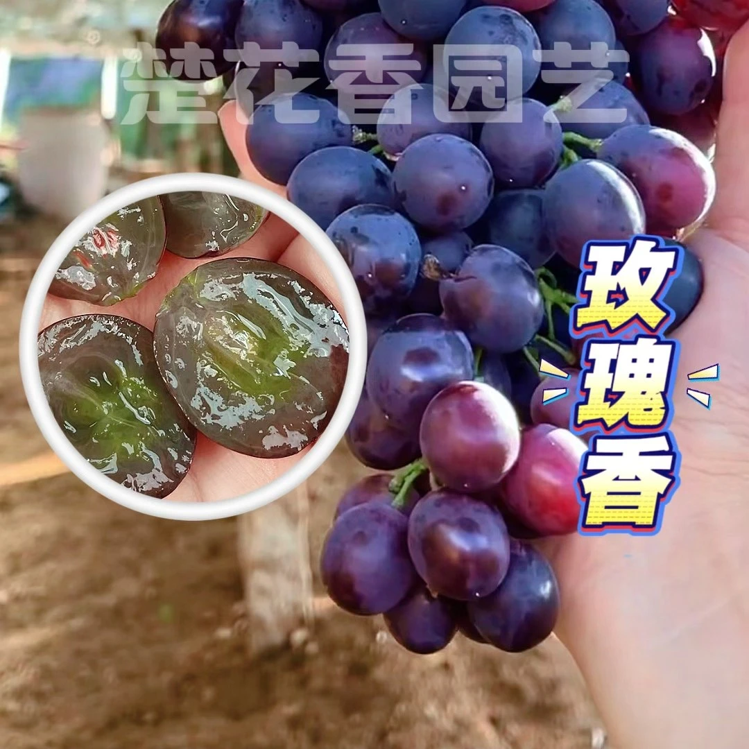 【新疆包邮｜玫瑰香葡萄】盆栽2年生嫁接葡萄苗包对版包品种带盆带土
