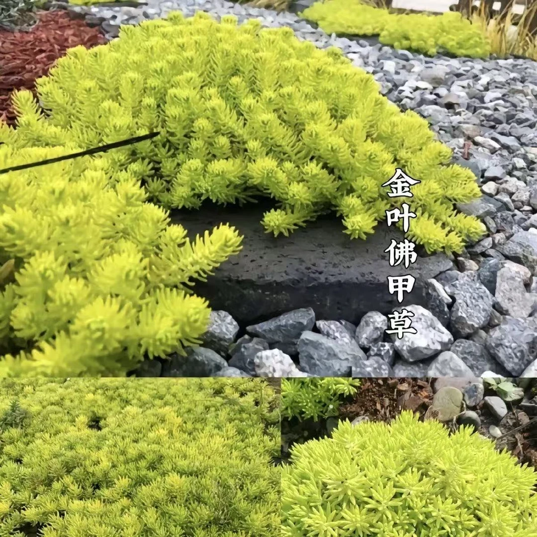 黄金佛甲草四季常青庭院绿植
