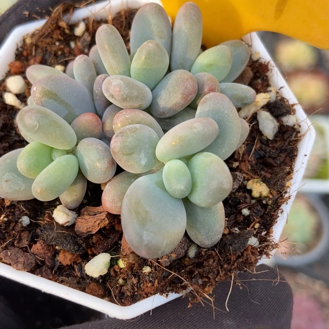 2099白兰地多肉植物保护