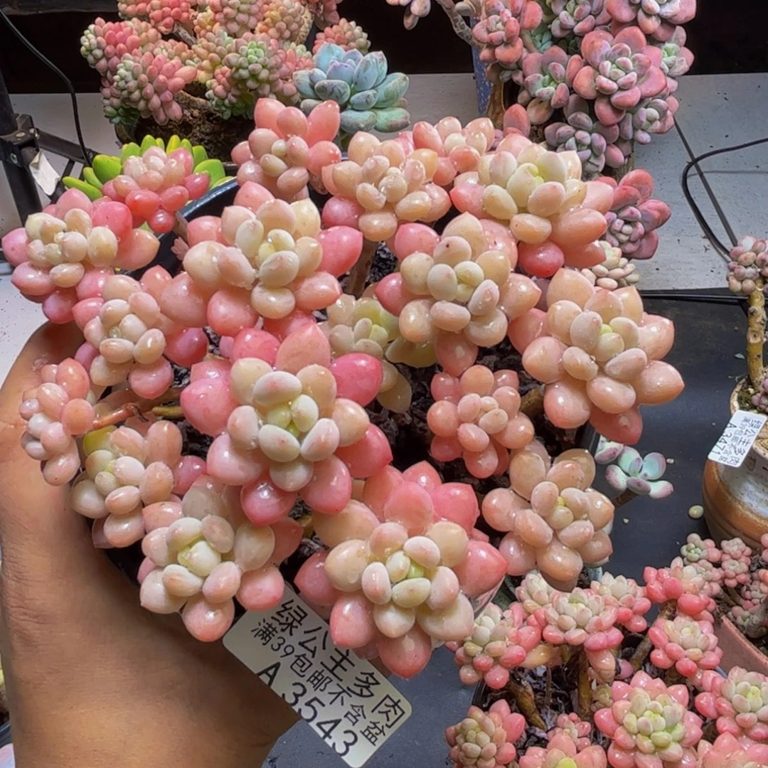 鱼子酱3543/13cm多肉