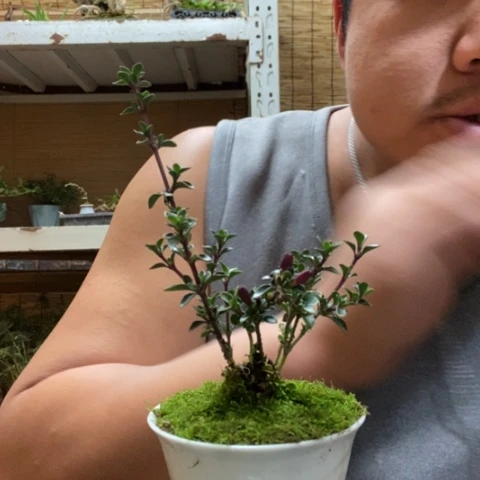 红陶一物一拍所见即所得163