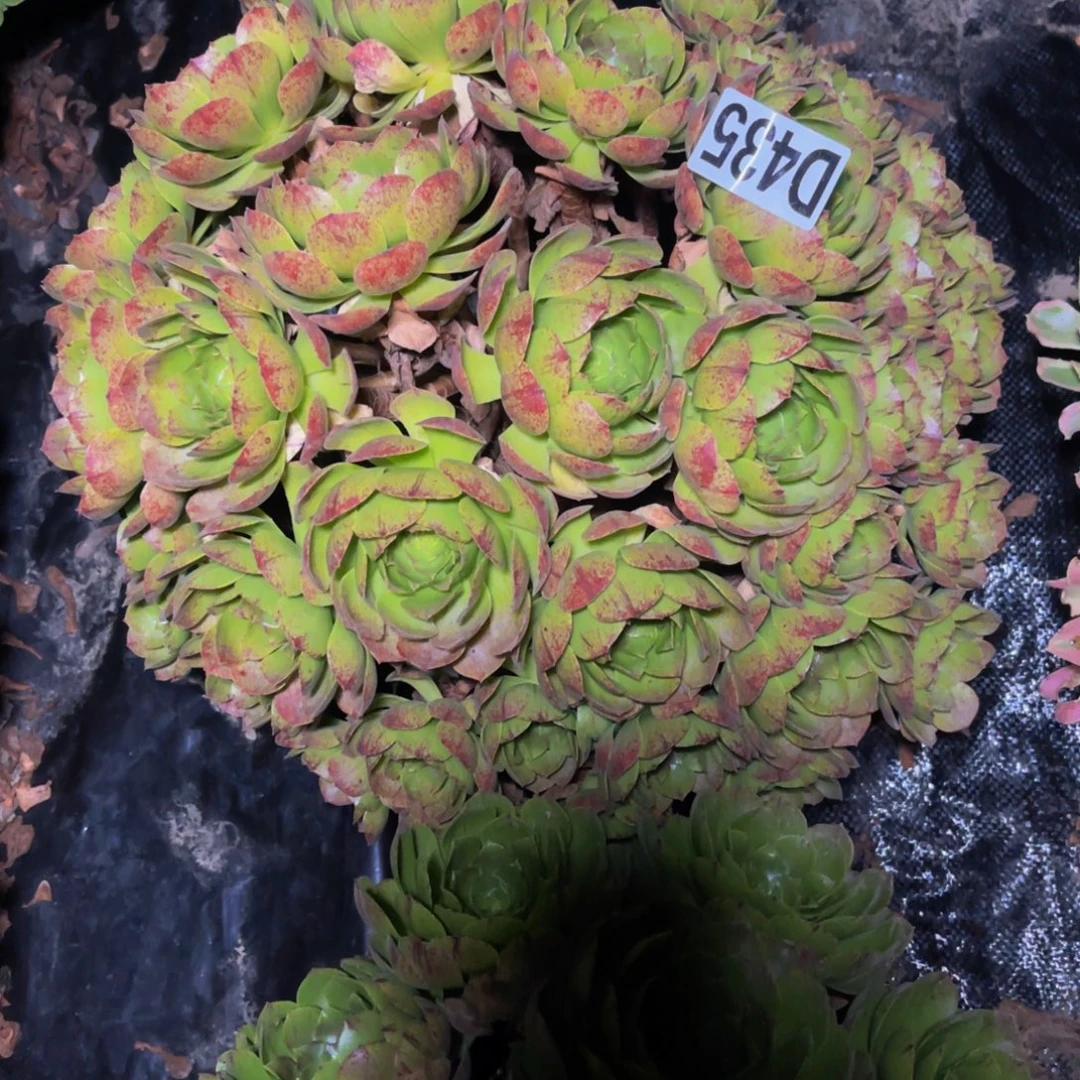 万拉丝14/—8包邮法师