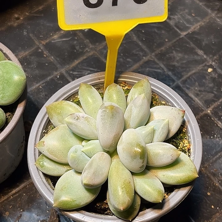 多肉植物胖体哥特870