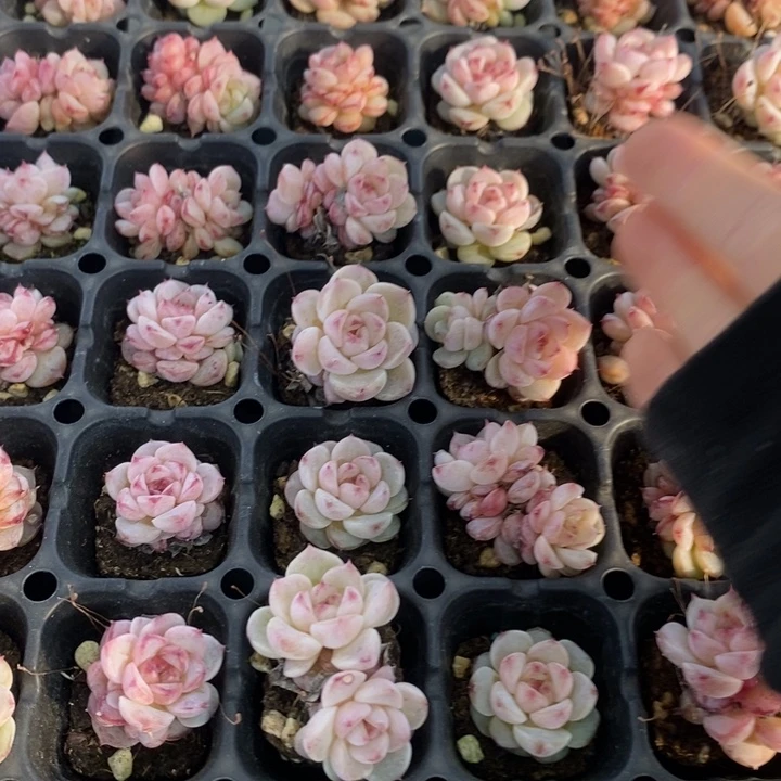 354 多肉植物盆栽花卉