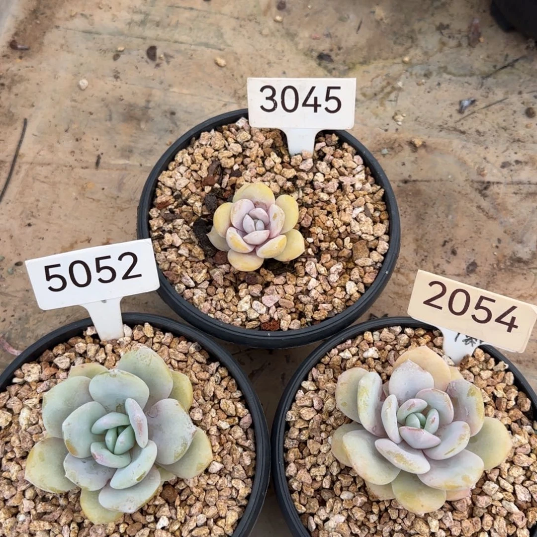 3045。 5052。2054 奶茶三颗