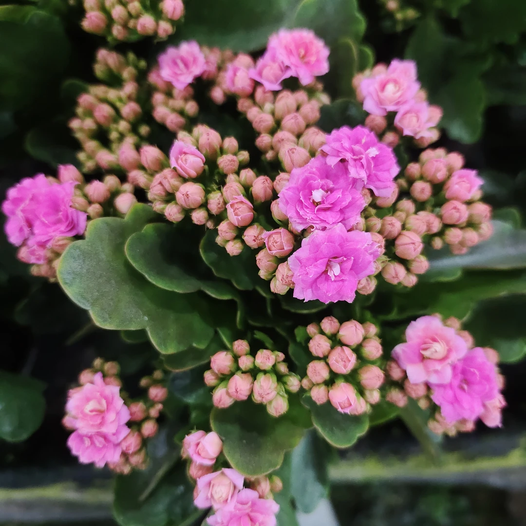 (来蕊)重瓣大花口径130盆长寿花