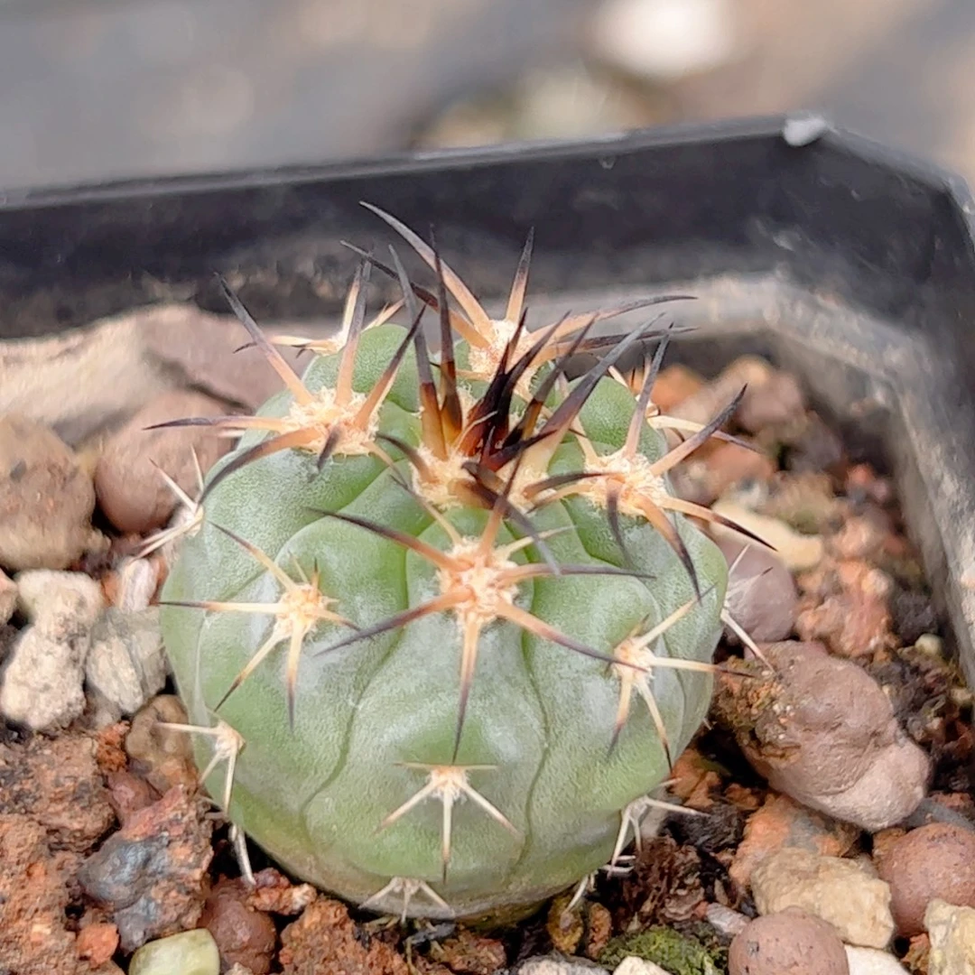 实生 阿寒玉仙人球