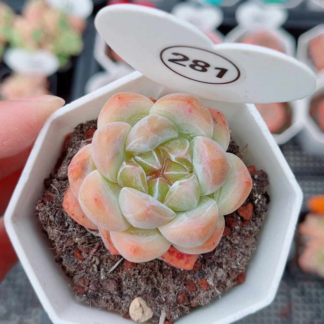 281号小老桩糖心单头