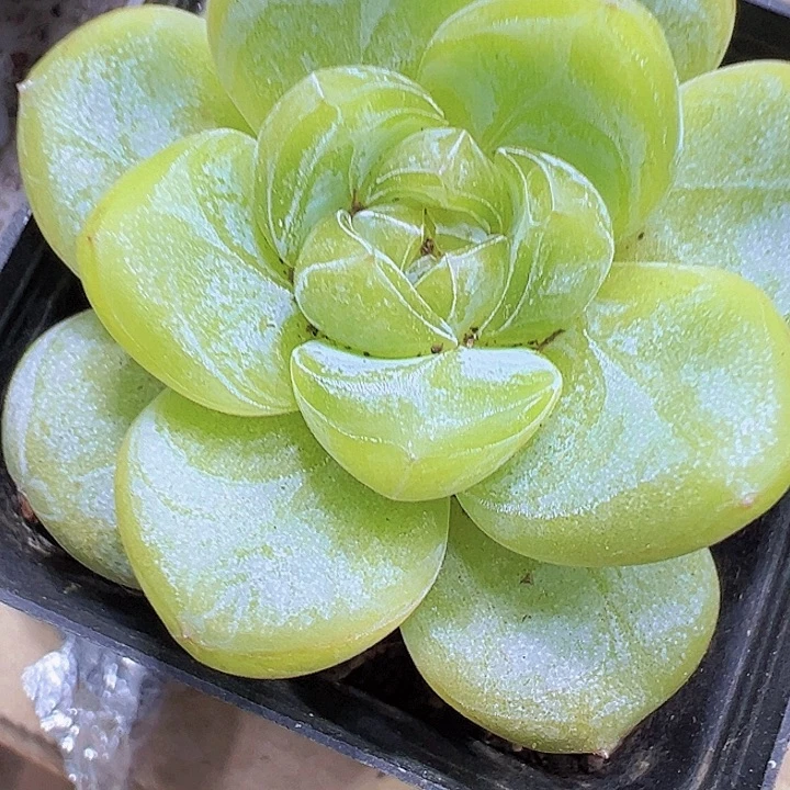 星星珍妮19包邮多肉