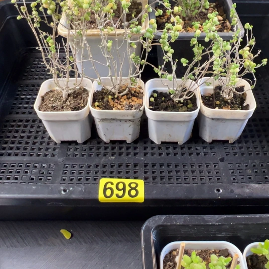枝干番杏多肉植物698