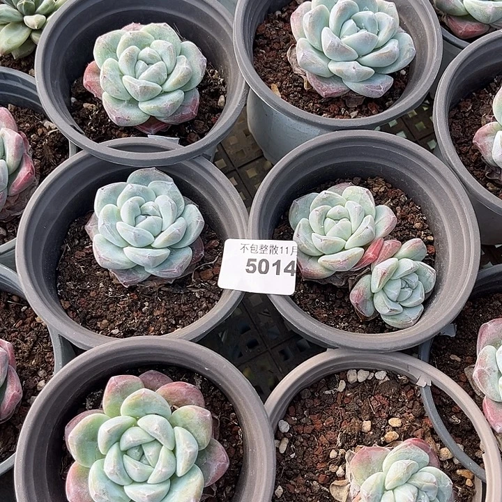 阿雅园艺。      5014冰玉6颗