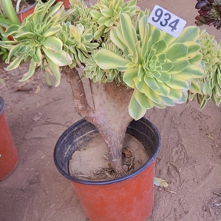 934颜宁老庄缀化老板子法师