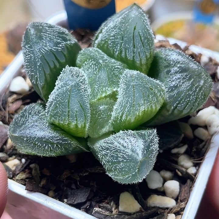 739巨大梦露特选福利