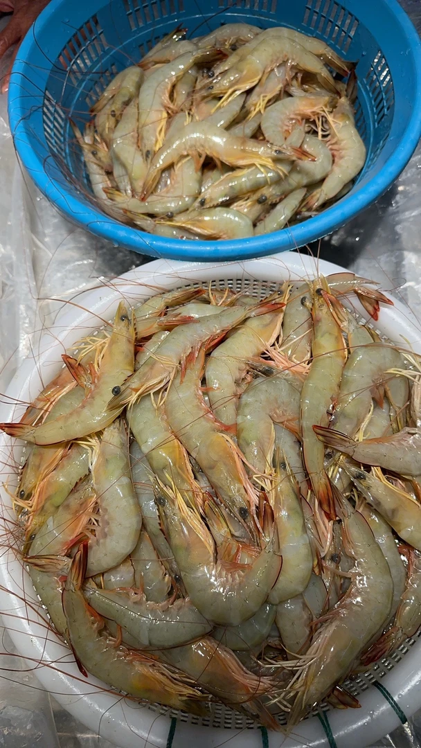 广西北部湾本港明虾