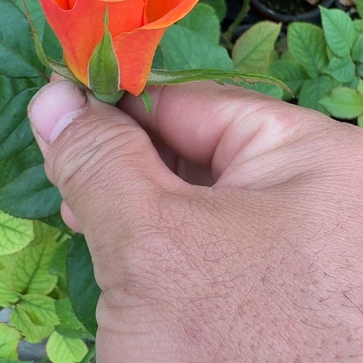 无花朵橙色天空小苗