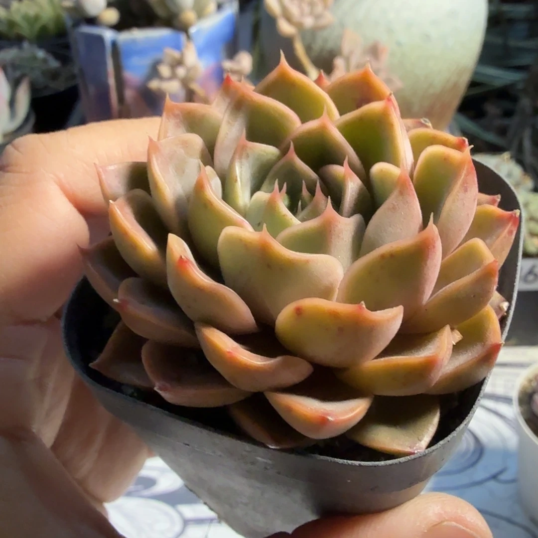 811六公分玫瑰夫人满20包邮