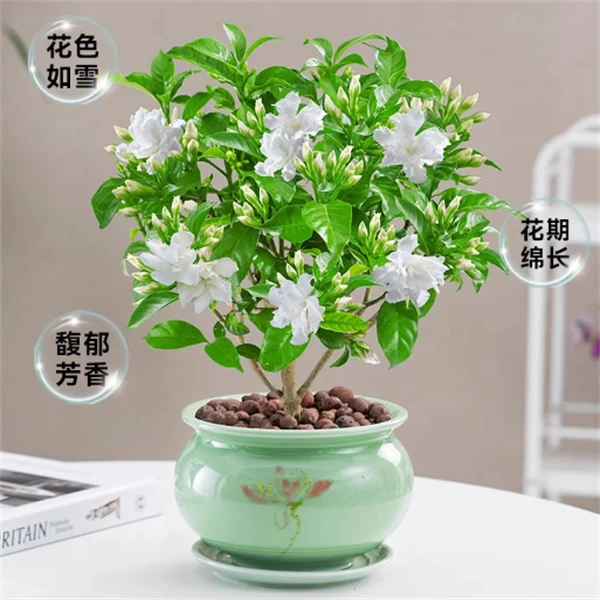 独杆棒棒糖  水晶茉莉花苗丁香花盆栽庭院阳台绿植多季开花卉植物