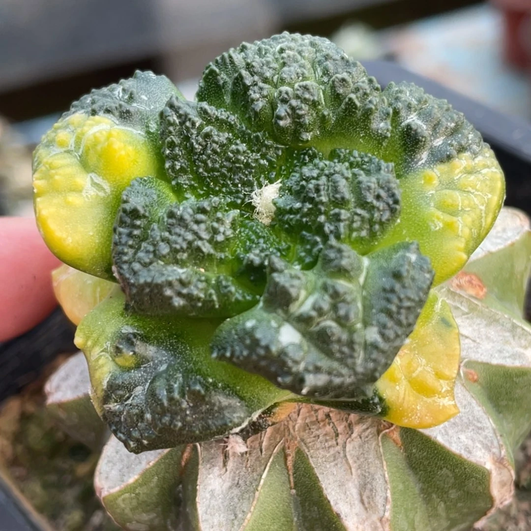 全部花朵丸犹连山牡丹锦040