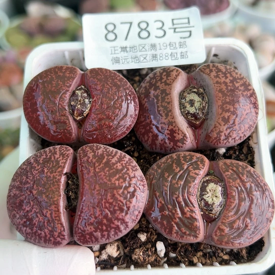 好养易活生石花大母本8783