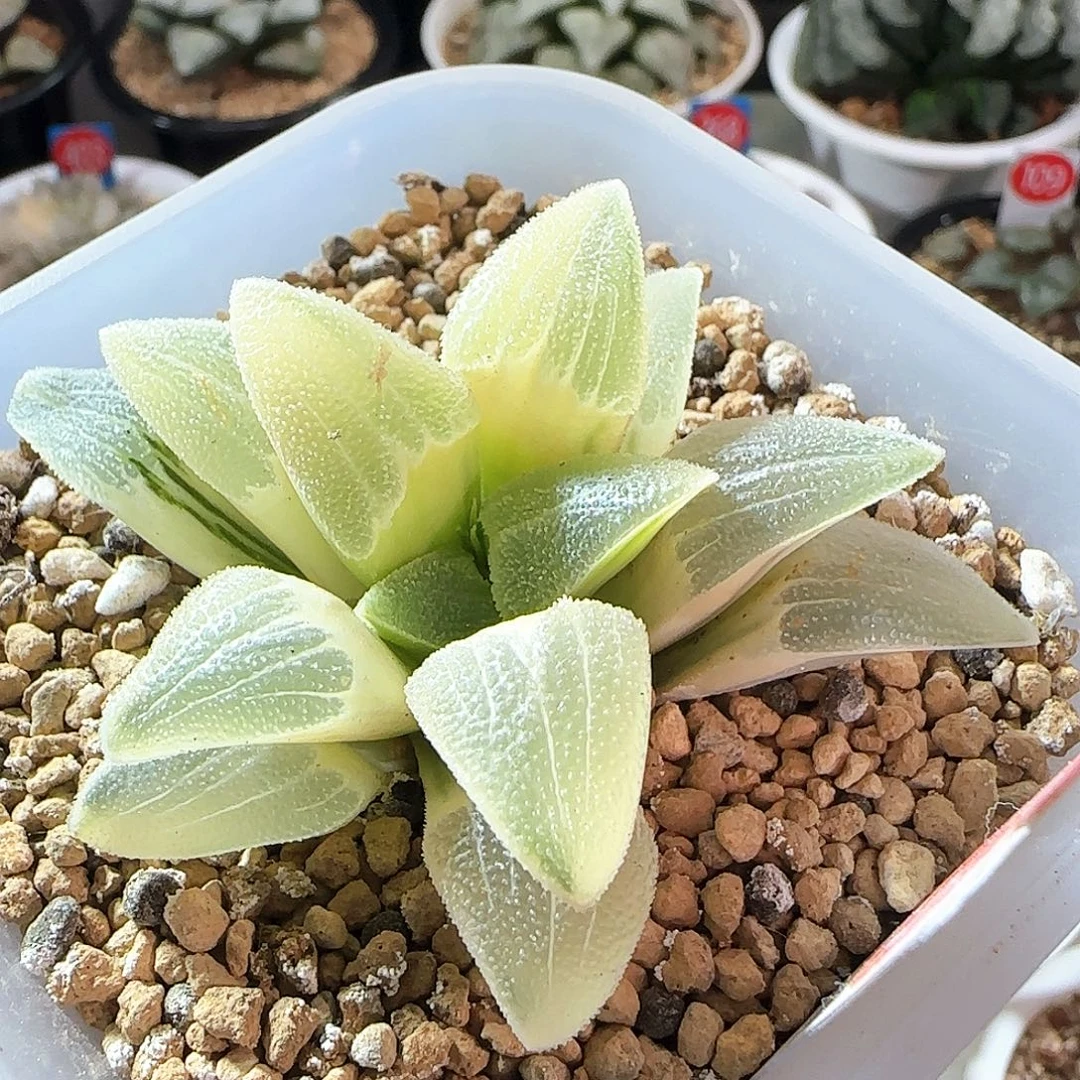 410号糊斑蓝光磨面锦一物一拍带盆