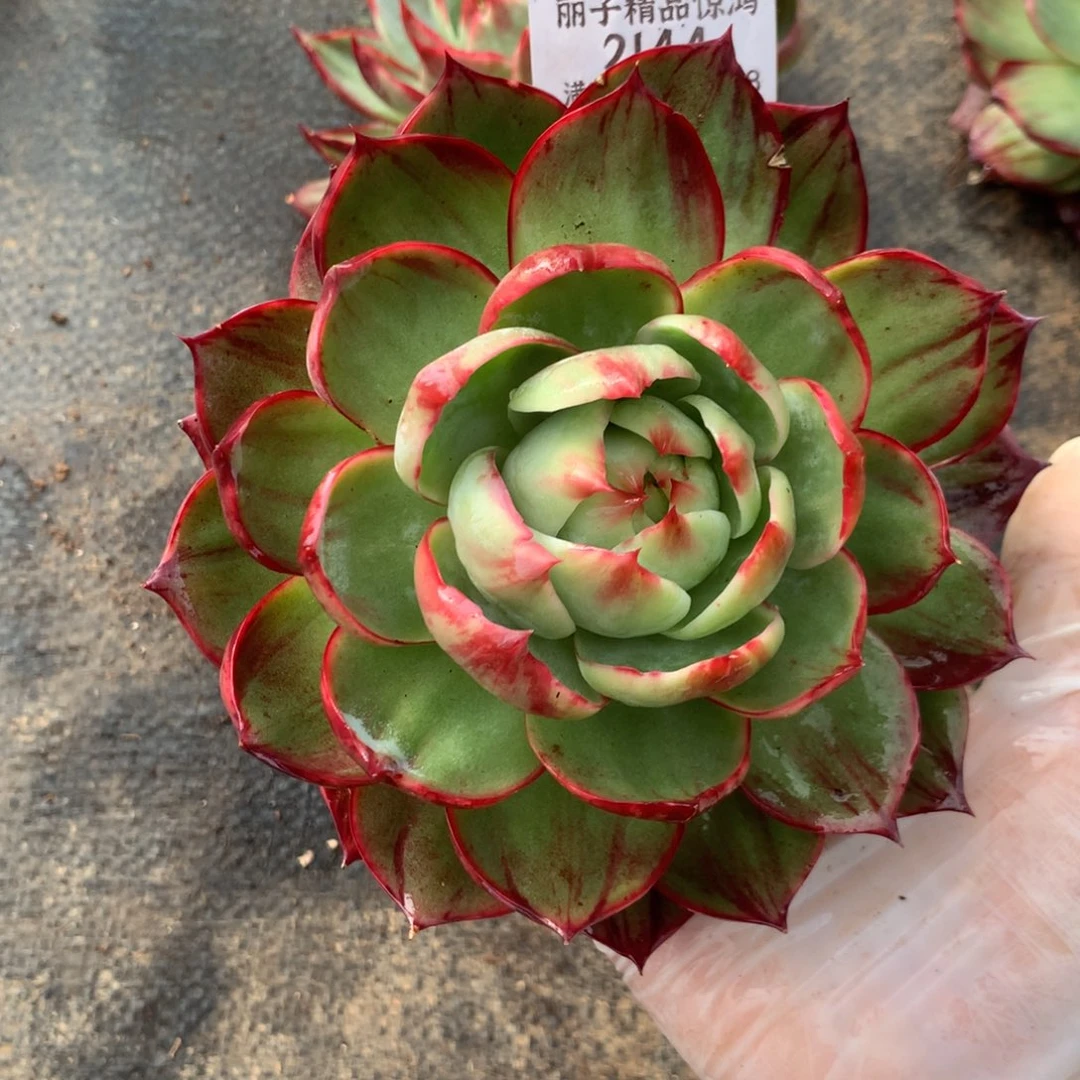 2144号多肉植物，13