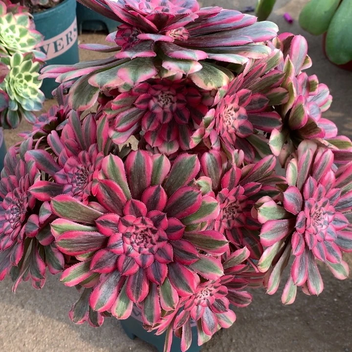 阿*桃672粉同多肉植物