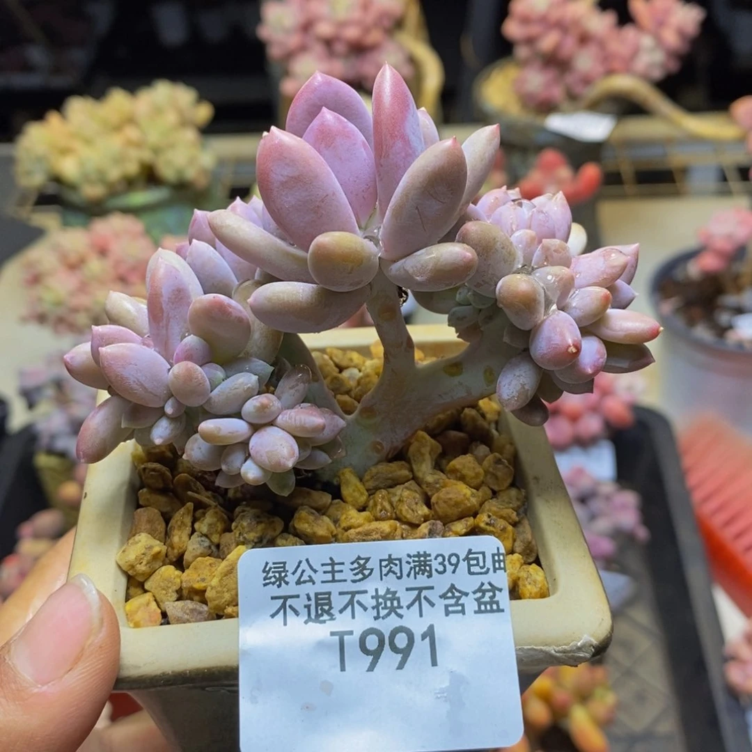 991屁桃奶酪缀多肉6c m