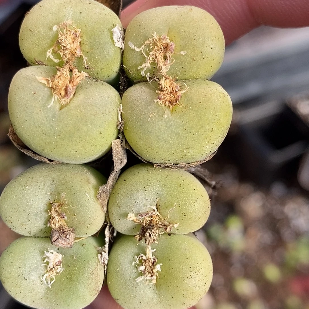 四头母本孔卡佛1颗。