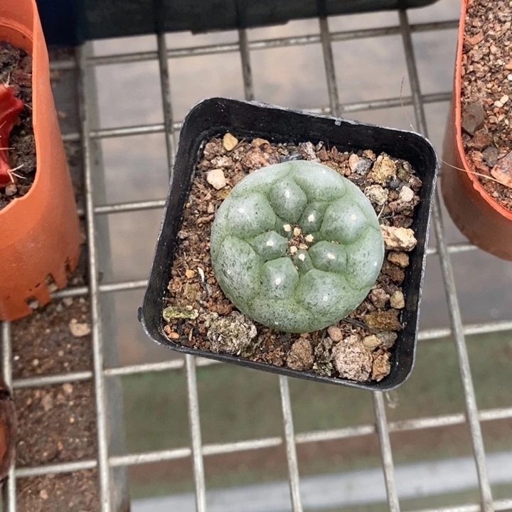 对***条伯克利和格蕾纳等著名音乐