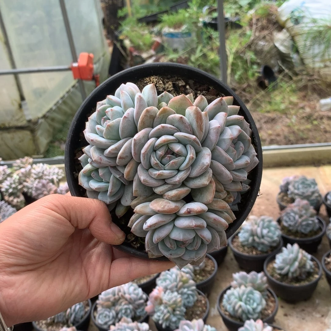 无花朵无砍哈哈哈哈哈哈哈34