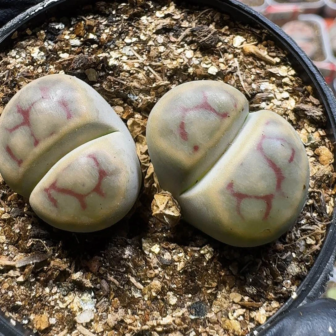 生石花111111。   166