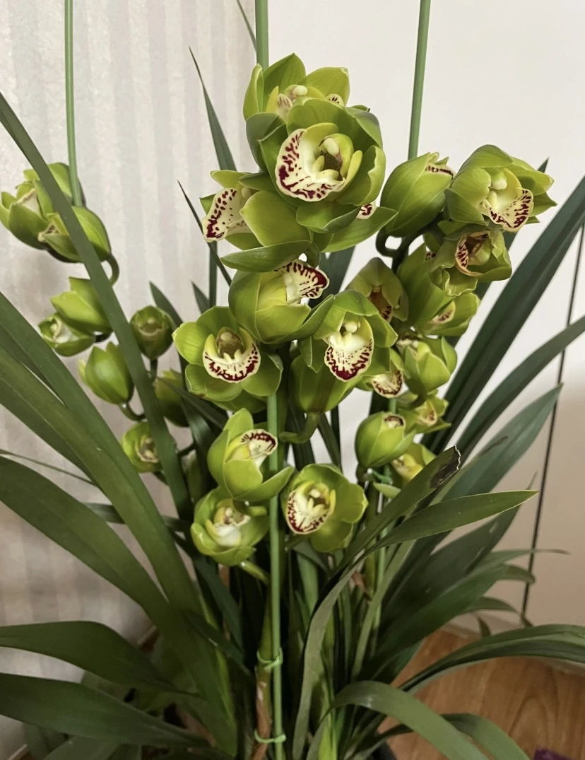 《玉观音》大花惠兰特A级多支剑室内高端观赏年宵花盆栽一物一拍