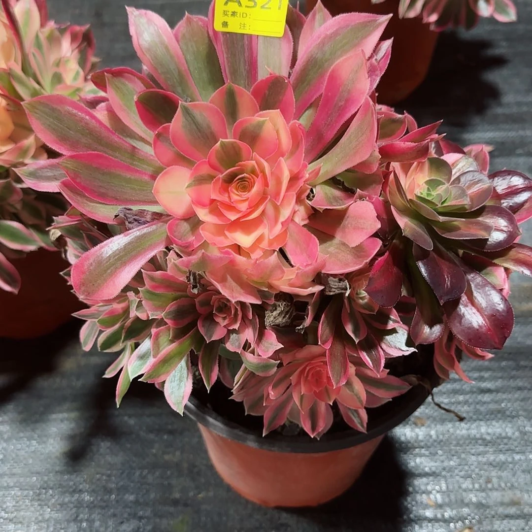 韵**?女神法师多肉植物321