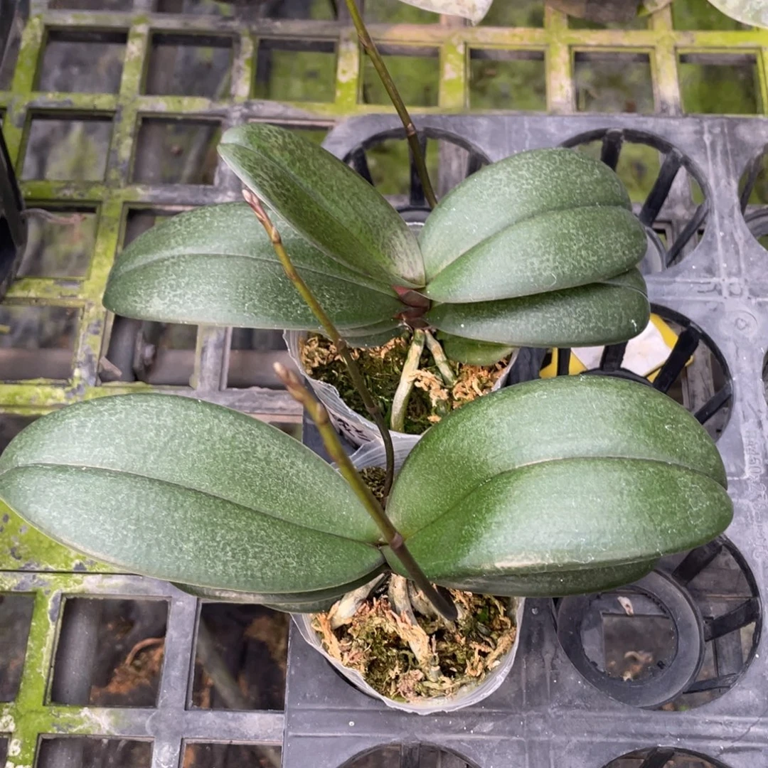 当前无花栽培后可以开花2.5双花剑樱兰