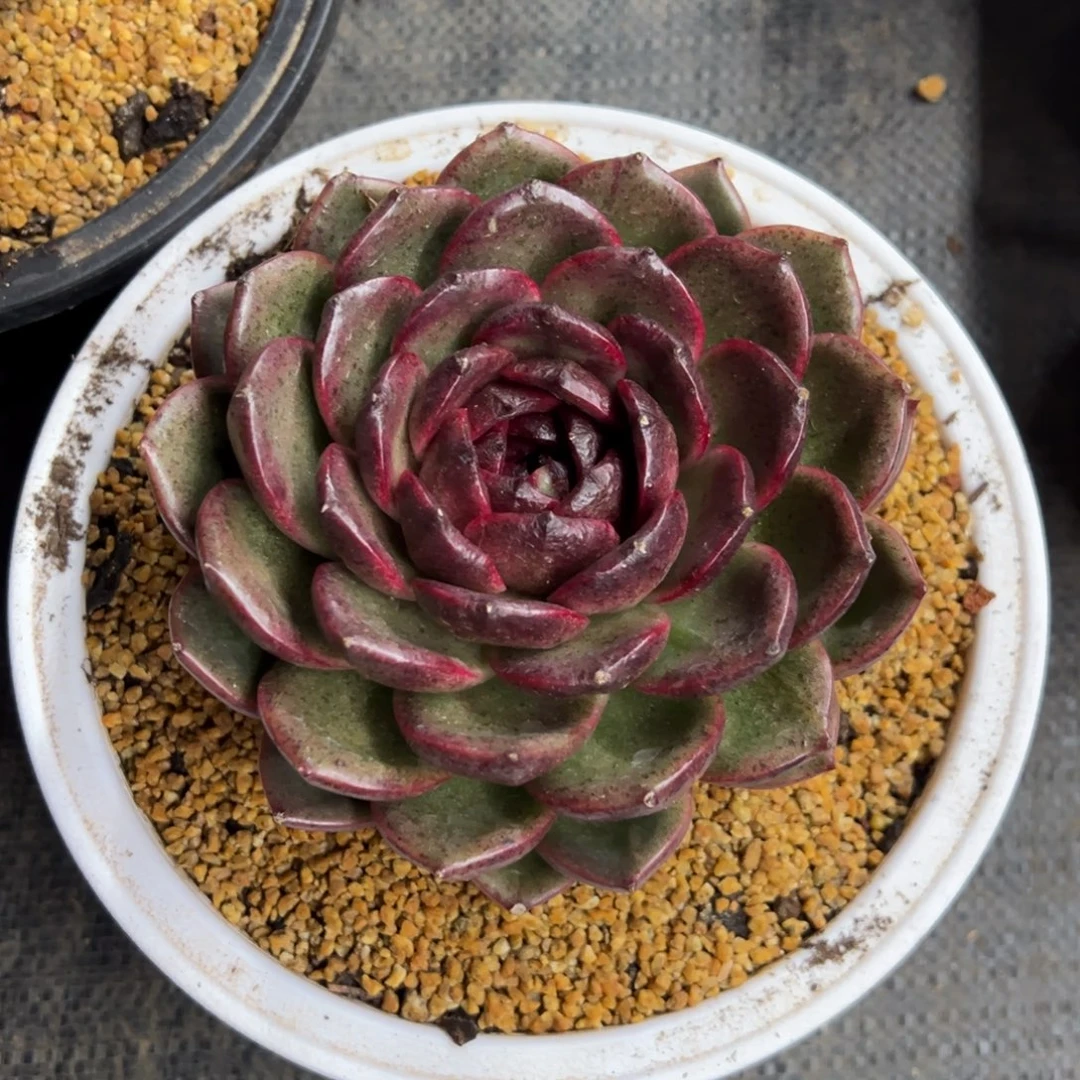 黑水晶 单头 夏鸣园艺