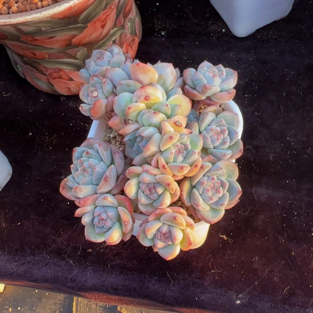 厚梦群生天天开心